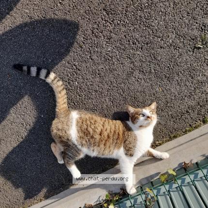 Foto 1/1 Ratcha Chat perdido en Sainte reine de bretagne