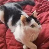 Foto del gato perdido en Villeneuve Le Roi