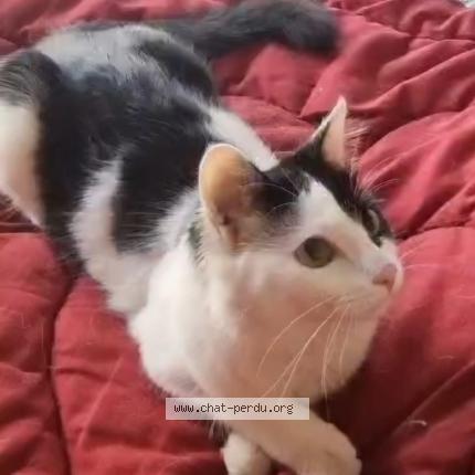 Foto 1/1 PAUPIETTE Chat perdido en Villeneuve le roi