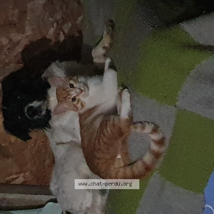 Foto 1/1 Mimi Chat perdido en Mauguio