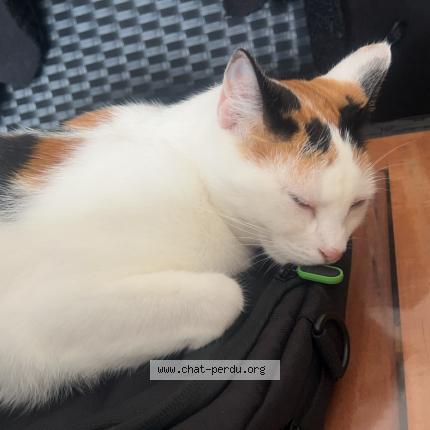 Foto 1/2 Esiris Chat perdido en Solesmes