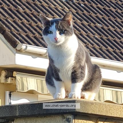 Foto 1/1 Yoda Chat perdido en Ifs