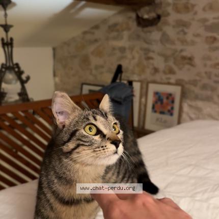 Foto 1/1 stitch Chat perdido en Montpellier