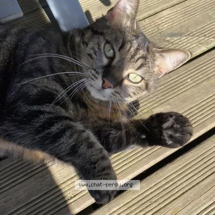Foto 1/2 Mia Chat perdido en Alencon