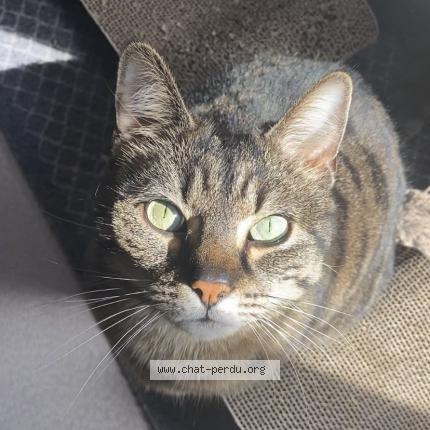 Foto 2/2 Mia Chat perdido en Alencon