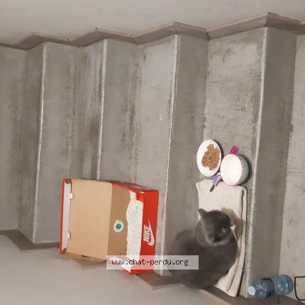 Foto 1/1 Gato encontrado Encontrado en Pantin