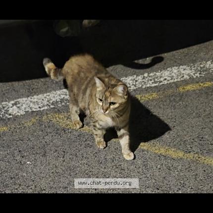 Foto 1/1 Gato encontrado Encontrado en Abbeville
