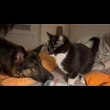 Foto del gato perdido en Sainte Jamme Sur Sarthe