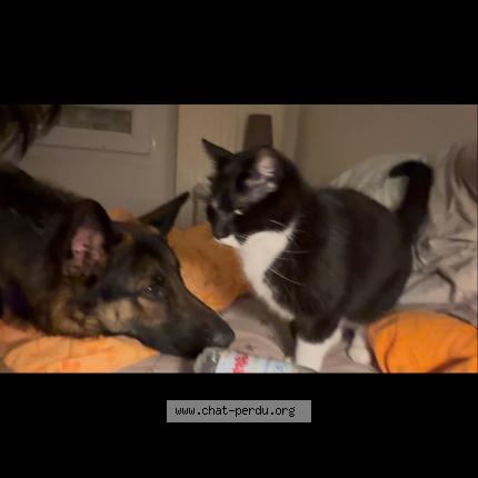 Foto 1/1 Pilou Chat perdido en Sainte jamme sur sarthe