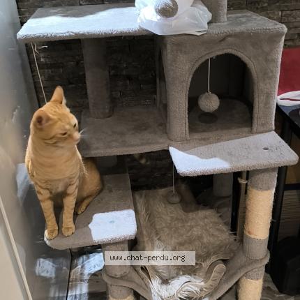 Foto 1/1 Simba Chat perdido en Molenbeek saint jean