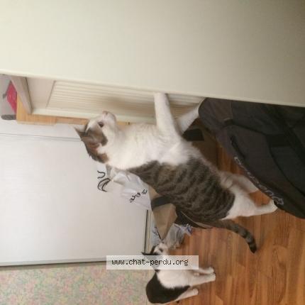 Foto 1/1 Hadès Chat perdido en Oullins