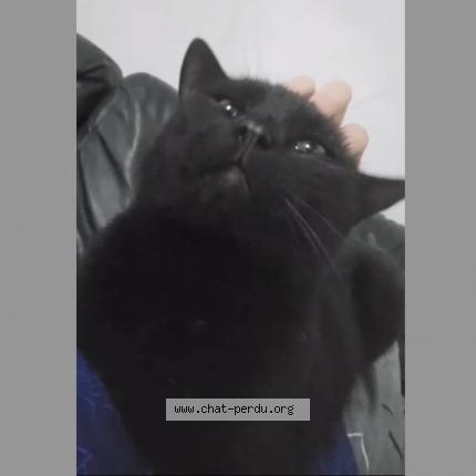 Foto 1/1 beatrice taibi Chat perdido en Bassenge