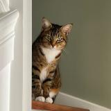 Foto del gato perdido en Villepreux