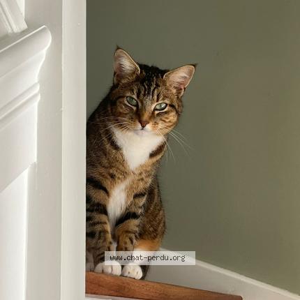 Foto 1/1 OUNA Chat perdido en Villepreux