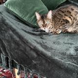 Foto del gato perdido en Redon