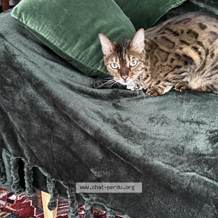 Foto 1/1 Misia dite « Mimise » Chat perdido en Redon