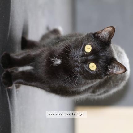 Foto 1/1 Olive Chat perdido en Erstein