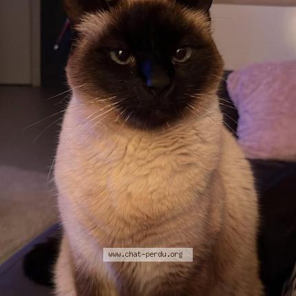 Foto 1/1 Salem Chat perdido en Castanet