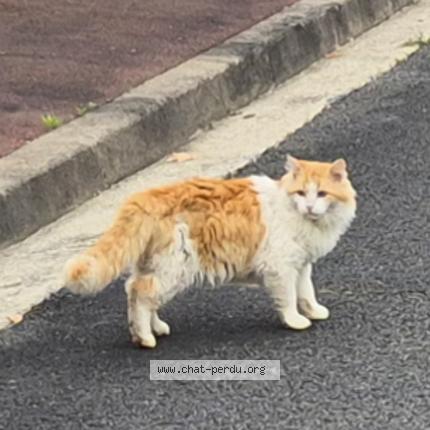 Foto 1/1 Gato encontrado Encontrado en Le haillan