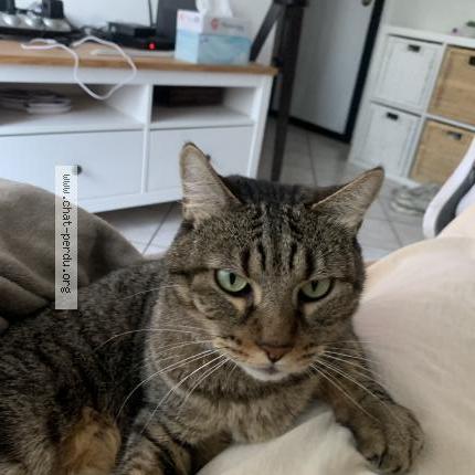 Foto 1/1 Minou Chat perdido en Pierre benite