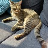 Foto del gato perdido en Nantes