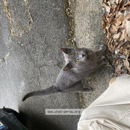 Foto 1/1 Gato encontrado Encontrado en Tours