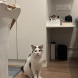 Foto del gato perdido en Saint Mande