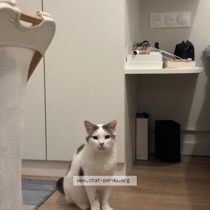 Foto 1/1 Nougat Chat perdido en Saint mande