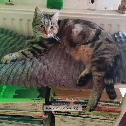 Foto 1/1 Touffe Chat perdido en Saintes