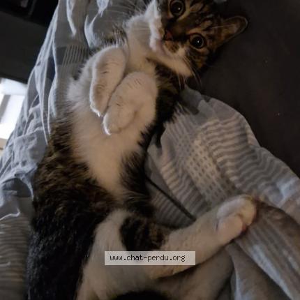 Foto 1/1 Honny Chat perdido en Celles houyet