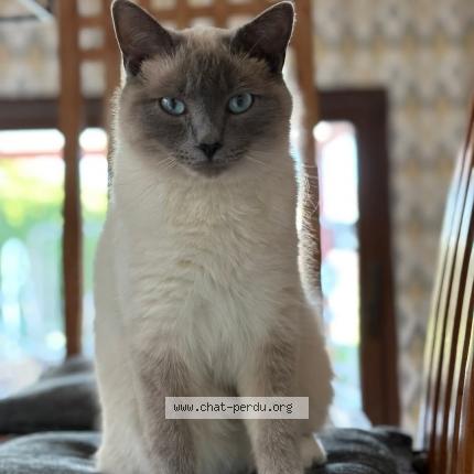 Foto 1/1 Maurice Chat perdido en Geer