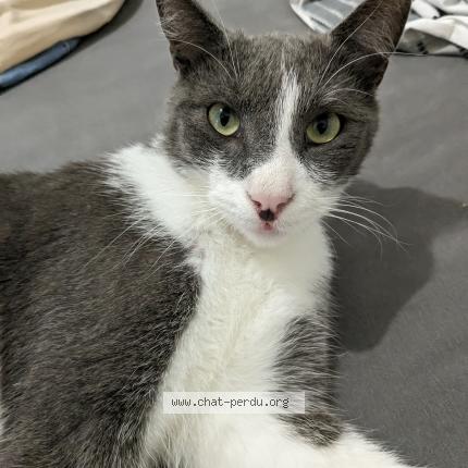 Foto 1/1 Snowden Chat perdido en Lyon