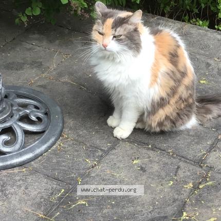 Foto 1/1 Gato encontrado Encontrado en Sherbrooke