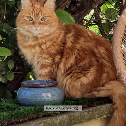 Foto 1/1 Tycha Chat perdido en Montpellier