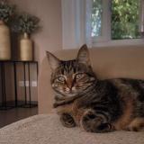 Foto del gato perdido en Villieu Loyes Mollon