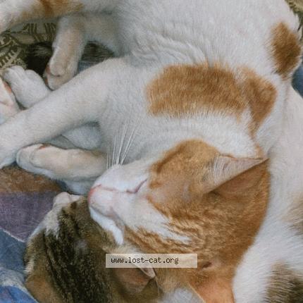 Foto 1/1 Simba Chat perdido en Rwp