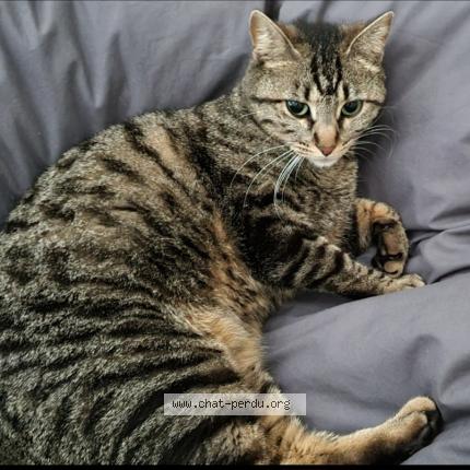 Foto 1/1 Stella Chat perdido en Toulenne