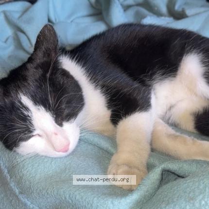 Foto 2/2 Muisa Chat perdido en Richwiller