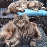 Foto del gato perdido en Beauvoisin