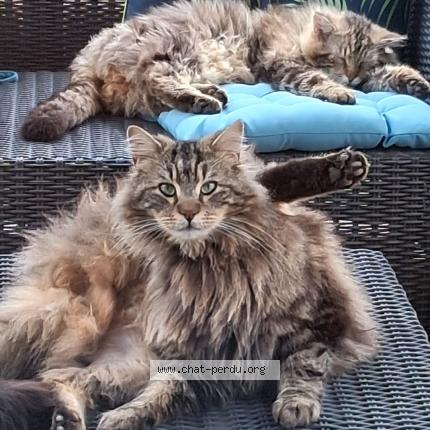 Foto 1/1 Gluglu Chat perdido en Beauvoisin