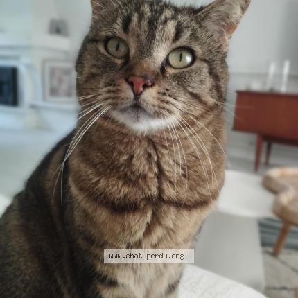 Foto 1/1 Princesse Chat perdido en Oree d anjou