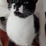 Foto del gato perdido en Tavernes