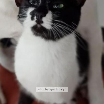 Foto 1/1 SUSHI Chat perdido en Tavernes