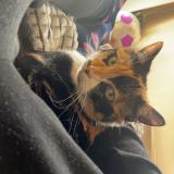 Foto del gato perdido en Saint Jeannet