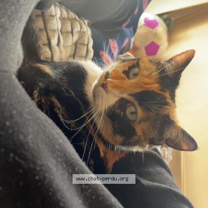 Foto 1/1 Joy Chat perdido en Saint jeannet