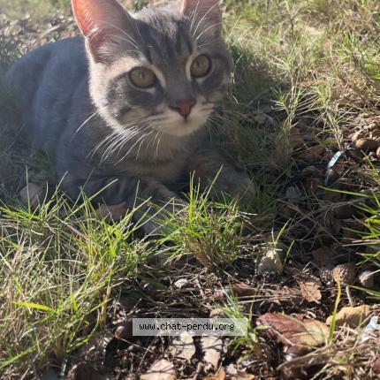 Foto 1/1 Kenaï Chat perdido en Neoules