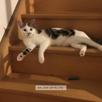 Foto 1/1 Uno Chat perdido en Boutigny sur essonne