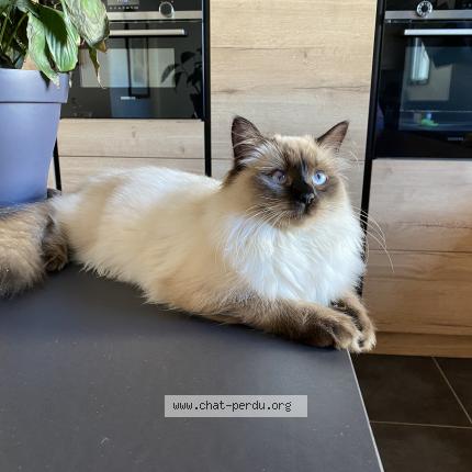 Foto 1/1 Ulysse Chat perdido en Bieville beuville