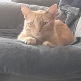 Foto del gato perdido en Arbanats