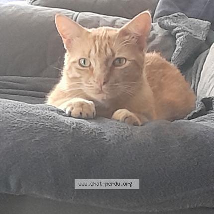 Foto 1/1 Garfield Chat perdido en Arbanats